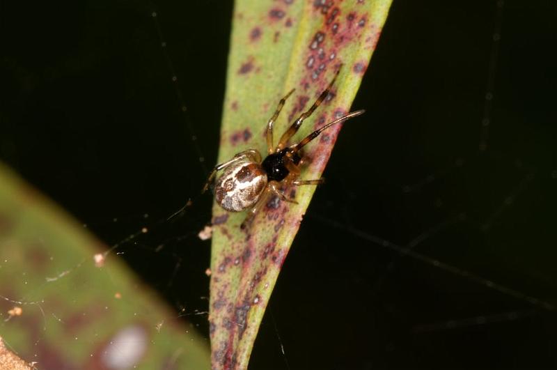 Anelosimus_ZZ055_D5286_Z_90_Milaa Milaa_Australie.jpg